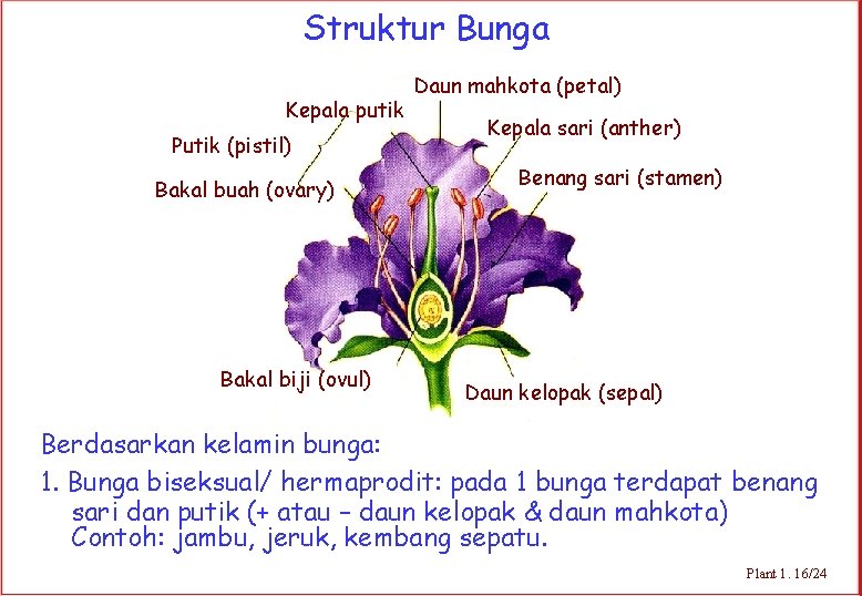 Struktur Bunga Kepala putik Putik (pistil) Bakal buah (ovary) Bakal biji (ovul) Daun mahkota