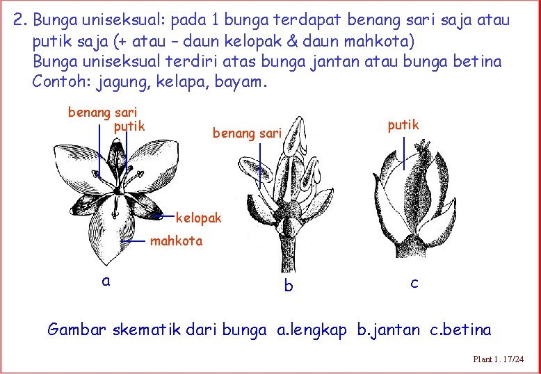 2. Bunga uniseksual: pada 1 bunga terdapat benang sari saja atau putik saja (+