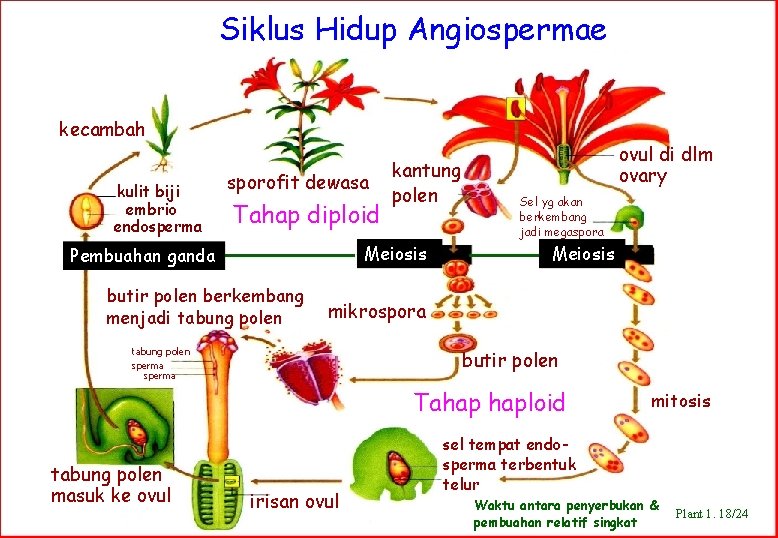 Siklus Hidup Angiospermae kecambah kulit biji embrio endosperma sporofit dewasa Tahap diploid kantung polen