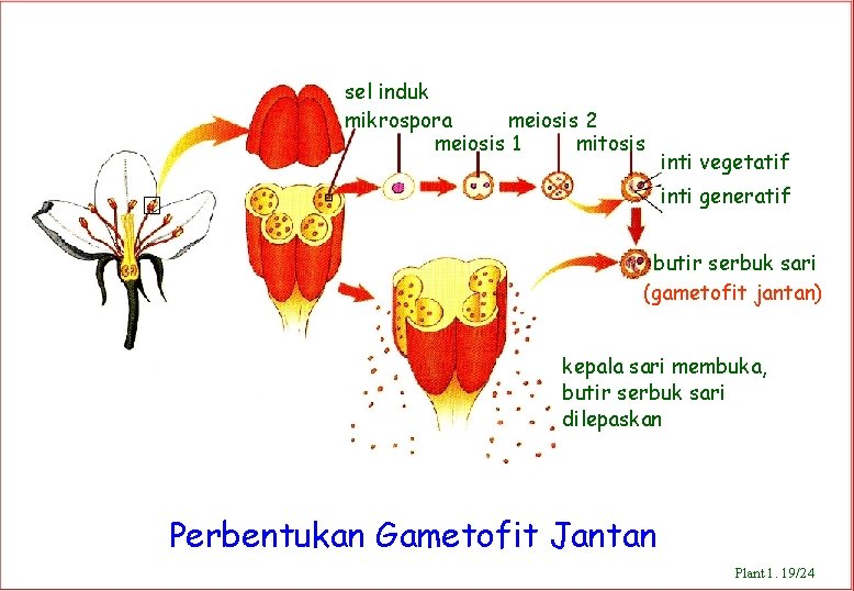 sel induk mikrospora meiosis 2 meiosis 1 mitosis inti vegetatif inti generatif butir serbuk