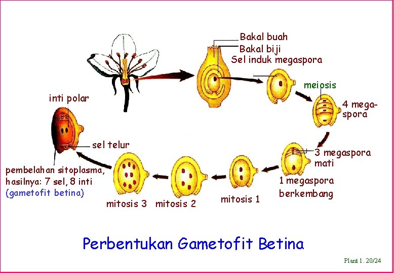 Bakal buah Bakal biji Sel induk megaspora meiosis inti polar 4 megaspora sel telur