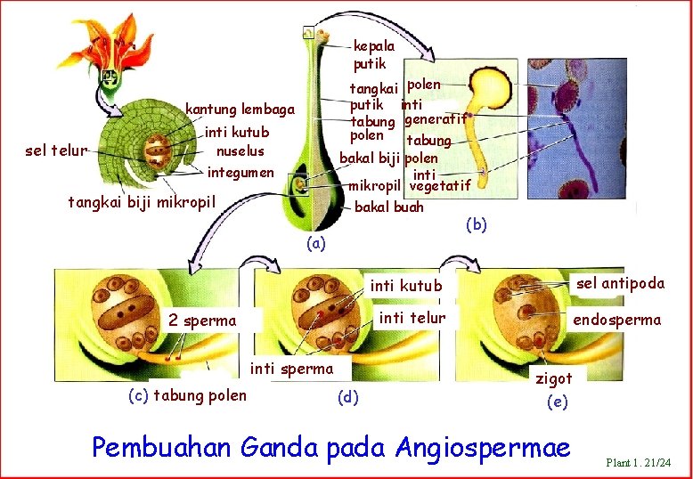 kepala putik tangkai polen putik inti tabung generatif polen tabung bakal biji polen inti