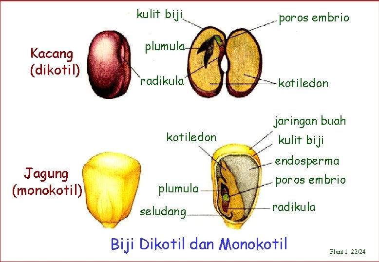 kulit biji Kacang (dikotil) poros embrio plumula radikula kotiledon jaringan buah kotiledon Jagung (monokotil)