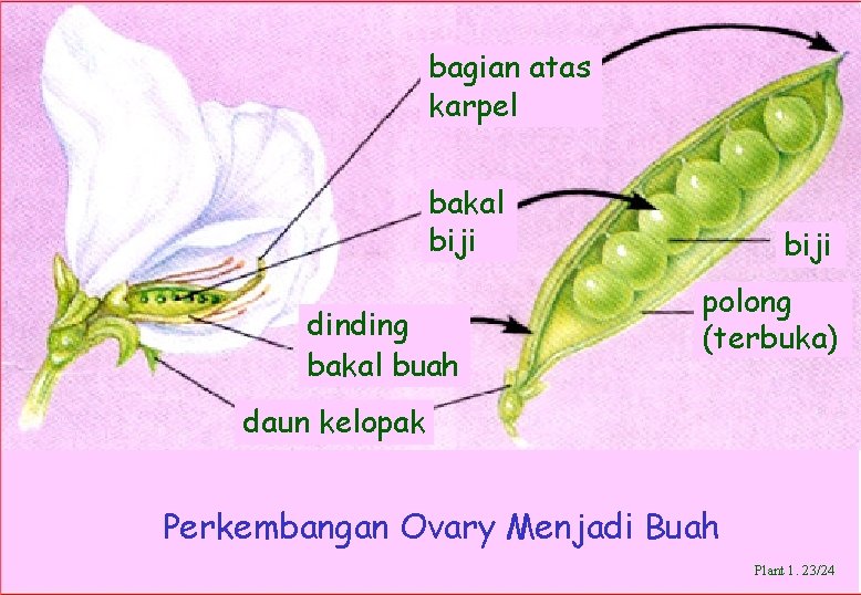 bagian atas karpel bakal biji dinding bakal buah biji polong (terbuka) daun kelopak Perkembangan