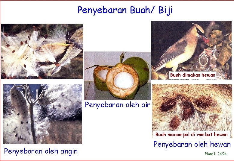 Penyebaran Buah/ Biji Buah dimakan hewan Penyebaran oleh air Buah menempel di rambut hewan