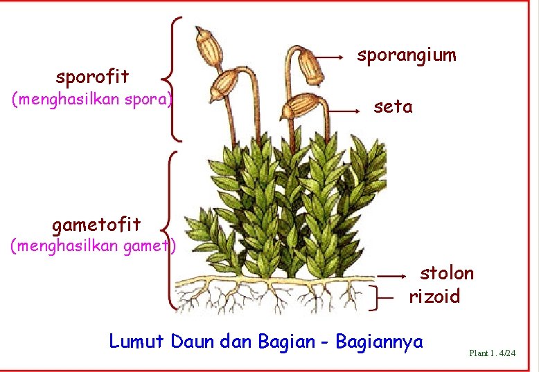 sporofit (menghasilkan spora) sporangium seta gametofit (menghasilkan gamet) stolon rizoid Lumut Daun dan Bagian