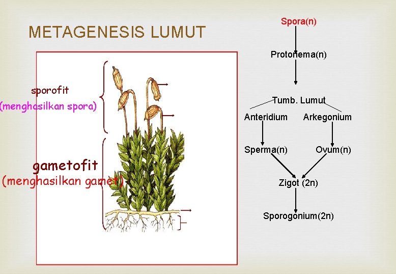 METAGENESIS LUMUT Spora(n) Protonema(n) sporofit (menghasilkan spora) gametofit (menghasilkan gamet) Tumb. Lumut Anteridium Arkegonium