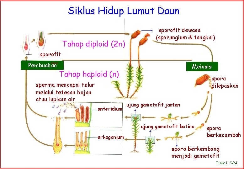 Siklus Hidup Lumut Daun Tahap diploid (2 n) sporofit dewasa (sporangium & tangkai) sporofit