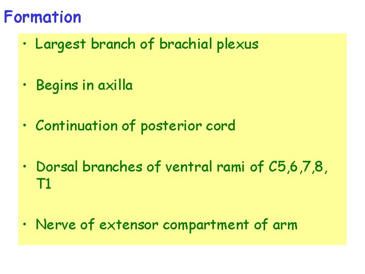 Formation • Largest branch of brachial plexus • Begins in axilla • Continuation of