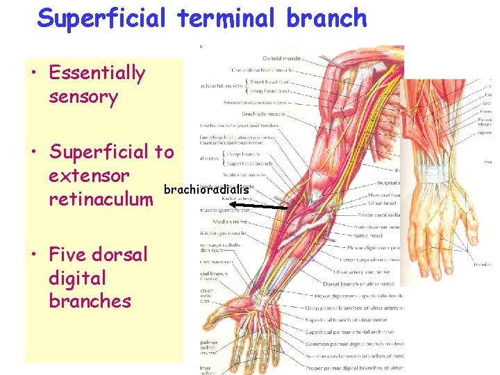 Superficial terminal branch • Essentially sensory • Superficial to extensor brachioradialis retinaculum • Five