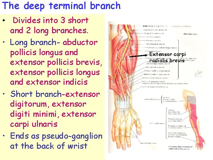 The deep terminal branch • Divides into 3 short and 2 long branches. •