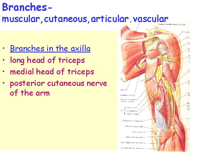 Branches- muscular, cutaneous, articular, vascular • • Branches in the axilla long head of Branches- muscular, cutaneous, articular, vascular • • Branches in the axilla long head of