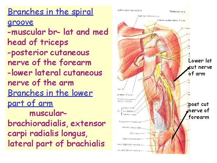 Branches in the spiral groove -muscular br- lat and med head of triceps -posterior Branches in the spiral groove -muscular br- lat and med head of triceps -posterior