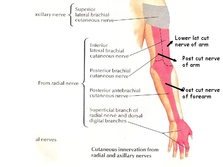 Lower lat cut nerve of arm Post cut nerve of forearm 