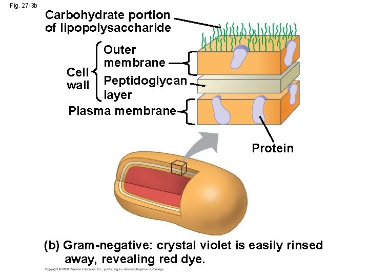 Fig. 27 -3 b Carbohydrate portion of lipopolysaccharide Outer membrane Cell wall Peptidoglycan layer