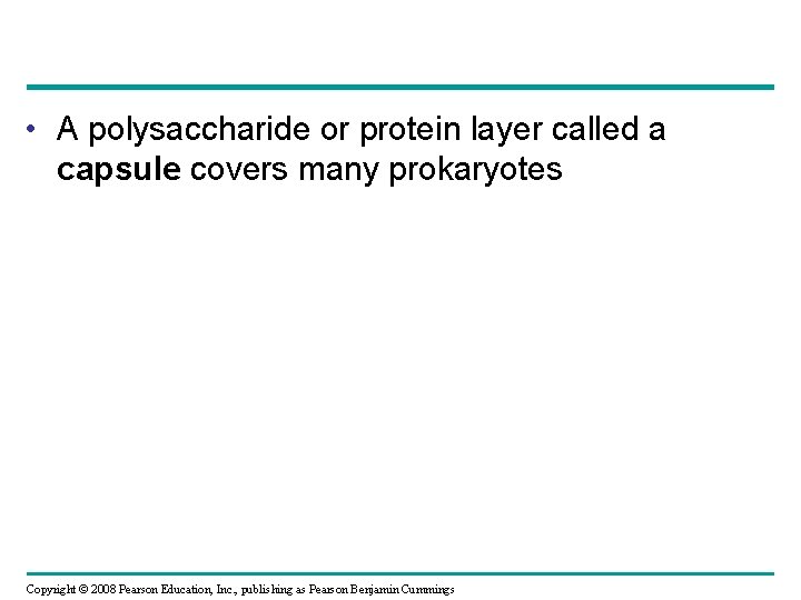  • A polysaccharide or protein layer called a capsule covers many prokaryotes Copyright