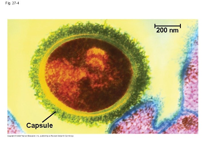 Fig. 27 -4 200 nm Capsule 