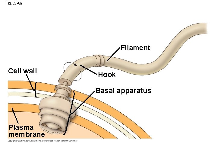 Fig. 27 -6 a Filament Cell wall Hook Basal apparatus Plasma membrane 