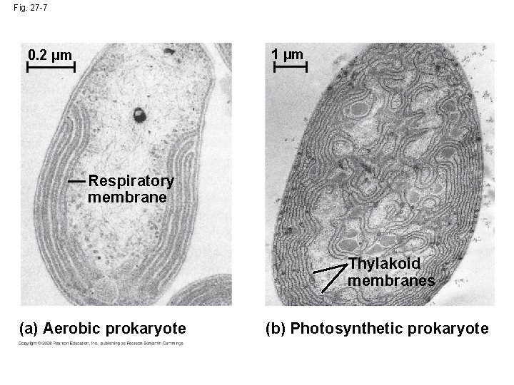 Fig. 27 -7 1 µm 0. 2 µm Respiratory membrane Thylakoid membranes (a) Aerobic