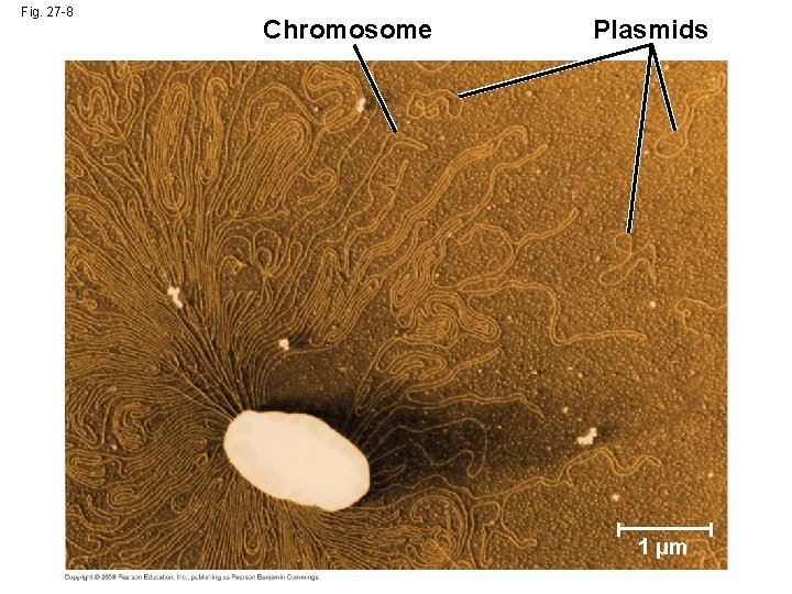 Fig. 27 -8 Chromosome Plasmids 1 µm 