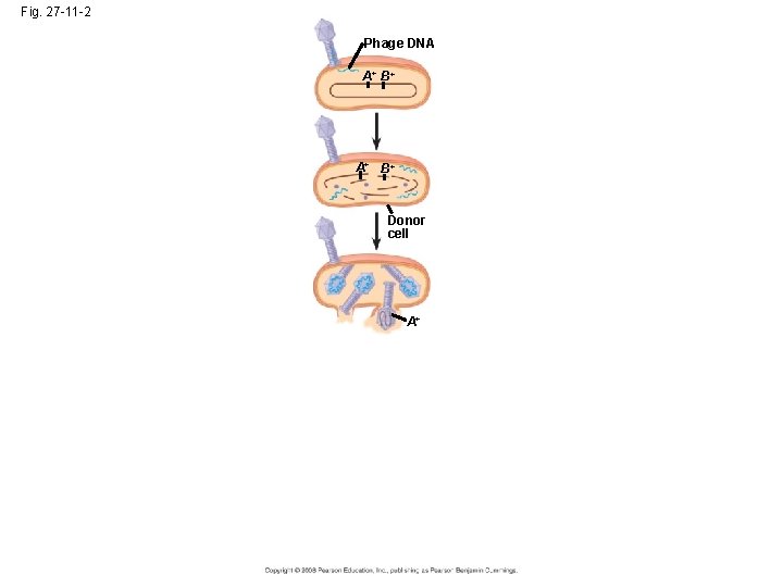Fig. 27 -11 -2 Phage DNA A+ B+ Donor cell A+ 