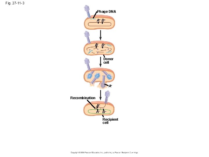 Fig. 27 -11 -3 Phage DNA A+ B+ Donor cell A+ Recombination A+ A–
