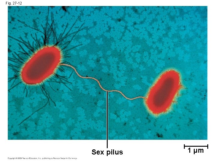 Fig. 27 -12 Sex pilus 1 µm 