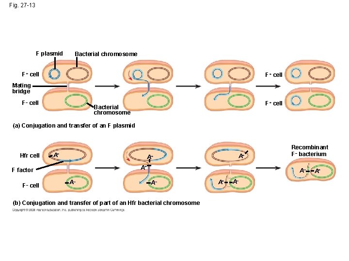 Fig. 27 -13 F plasmid Bacterial chromosome F+ cell Mating bridge F– cell F+