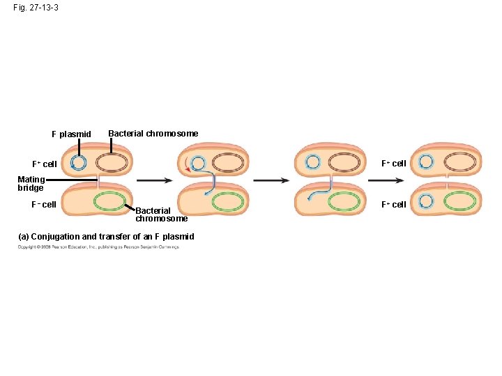 Fig. 27 -13 -3 F plasmid Bacterial chromosome F+ cell Mating bridge F– cell
