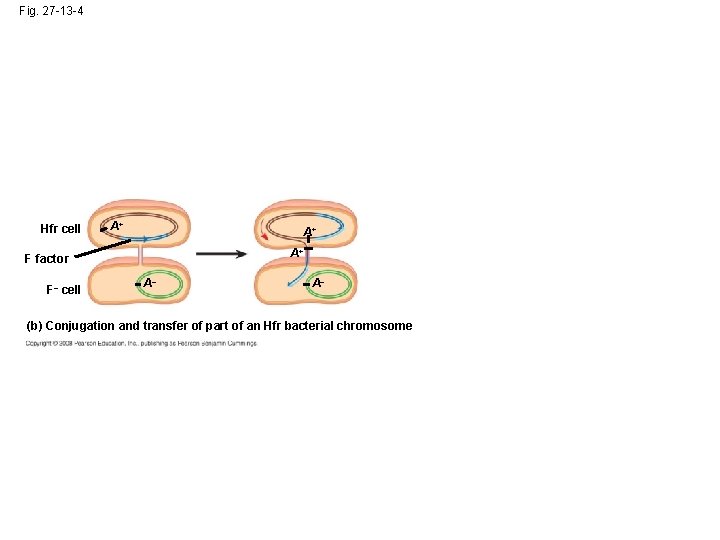Fig. 27 -13 -4 Hfr cell A+ A+ A+ F factor F– cell A–