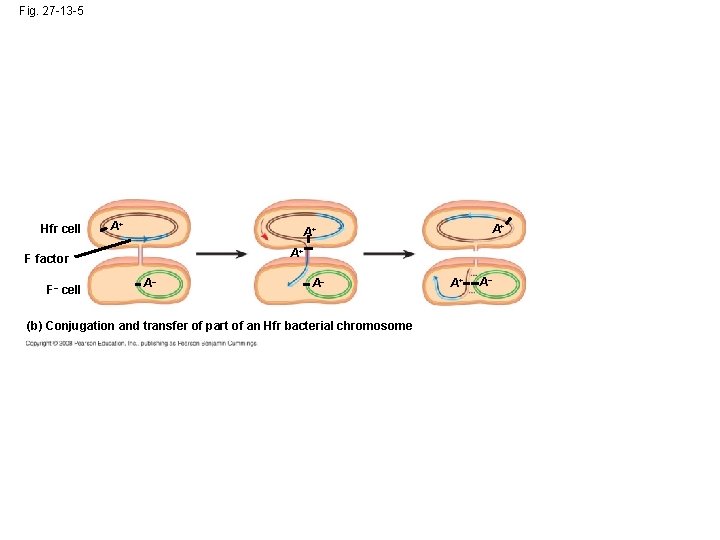 Fig. 27 -13 -5 Hfr cell A+ A+ F factor F– cell A+ A+
