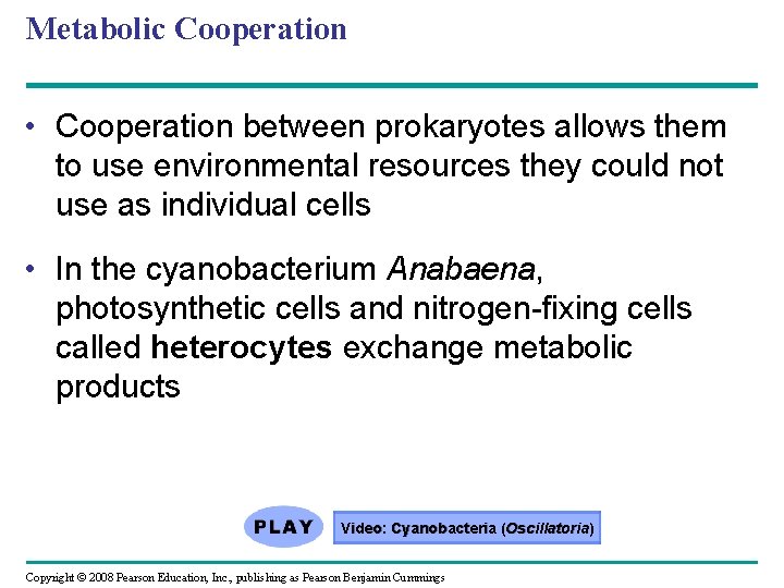 Metabolic Cooperation • Cooperation between prokaryotes allows them to use environmental resources they could