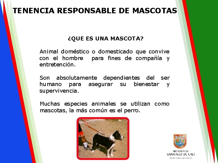 TENENCIA RESPONSABLE DE MASCOTAS ¿QUE ES UNA MASCOTA? Animal doméstico o domesticado que convive