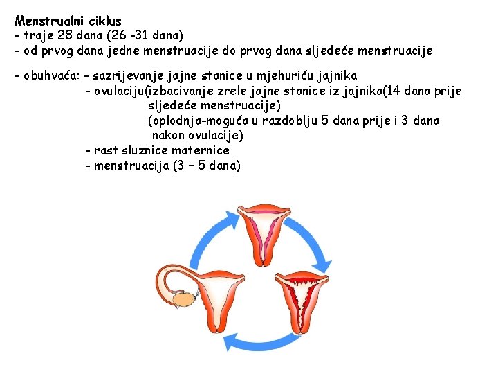 Menstrualni ciklus - traje 28 dana (26 -31 dana) - od prvog dana jedne