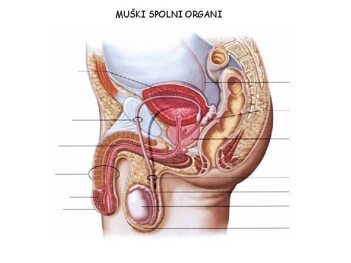 MUŠKI SPOLNI ORGANI MUŠKI SPOLNI ORGANI