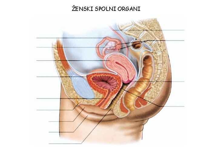 ŽENSKI SPOLNI ORGANI ŽENSKI SPOLNI ORGANI