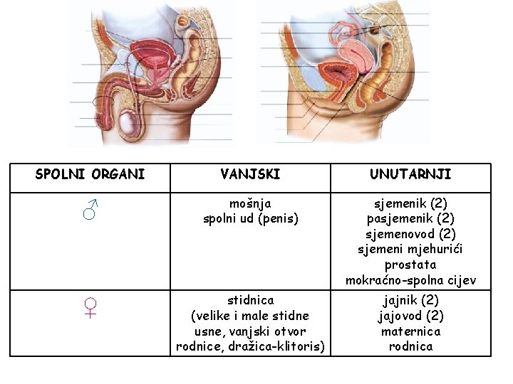 SPOLNI ORGANI VANJSKI UNUTARNJI ♂ mošnja spolni ud (penis) sjemenik (2) pasjemenik (2) sjemenovod SPOLNI ORGANI VANJSKI UNUTARNJI ♂ mošnja spolni ud (penis) sjemenik (2) pasjemenik (2) sjemenovod