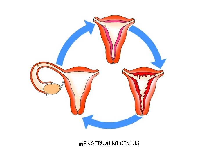 MENSTRUALNI CIKLUS MENSTRUALNI CIKLUS