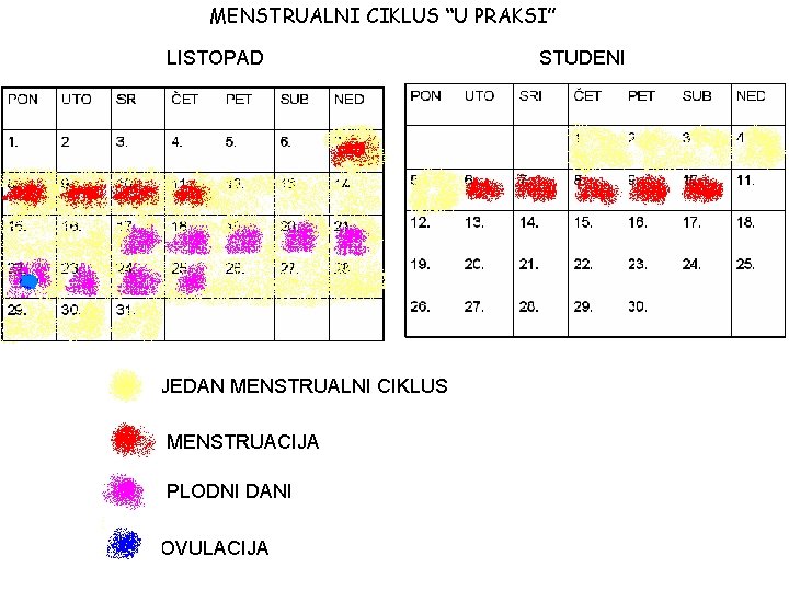 MENSTRUALNI CIKLUS “U PRAKSI” LISTOPAD JEDAN MENSTRUALNI CIKLUS MENSTRUACIJA PLODNI DANI OVULACIJA STUDENI 