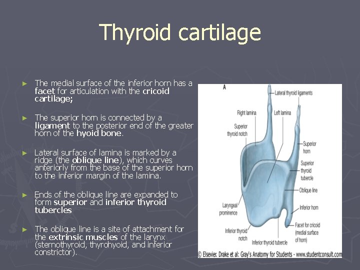 Thyroid cartilage ► The medial surface of the inferior horn has a facet for Thyroid cartilage ► The medial surface of the inferior horn has a facet for