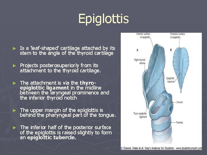 Epiglottis ► Is a 'leaf-shaped' cartilage attached by its stem to the angle of Epiglottis ► Is a 'leaf-shaped' cartilage attached by its stem to the angle of