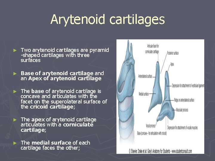 Arytenoid cartilages ► Two arytenoid cartilages are pyramid -shaped cartilages with three surfaces ► Arytenoid cartilages ► Two arytenoid cartilages are pyramid -shaped cartilages with three surfaces ►