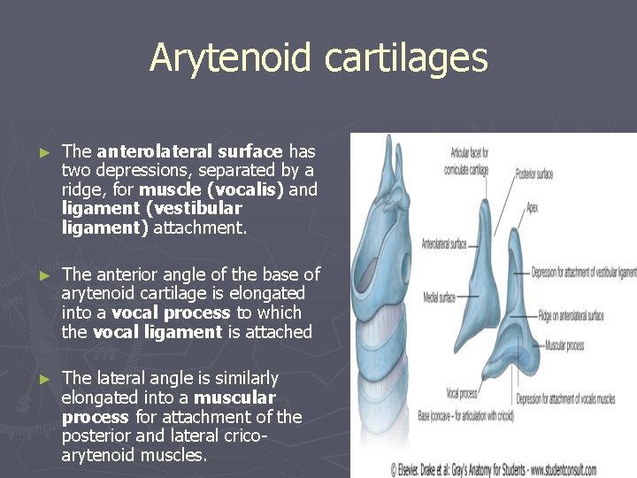 Arytenoid cartilages ► The anterolateral surface has two depressions, separated by a ridge, for