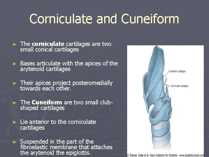 Corniculate and Cuneiform ► The corniculate cartilages are two small conical cartilages ► Bases