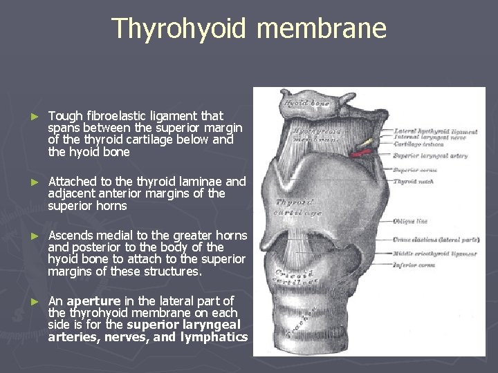 Thyrohyoid membrane ► Tough fibroelastic ligament that spans between the superior margin of the Thyrohyoid membrane ► Tough fibroelastic ligament that spans between the superior margin of the