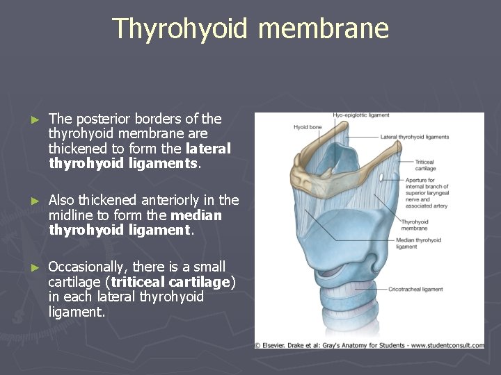 Thyrohyoid membrane ► The posterior borders of the thyrohyoid membrane are thickened to form