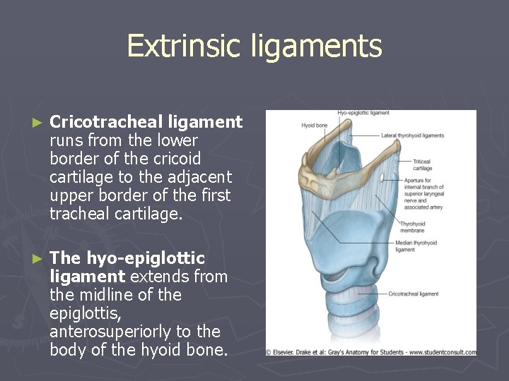 Extrinsic ligaments ► Cricotracheal ligament runs from the lower border of the cricoid cartilage Extrinsic ligaments ► Cricotracheal ligament runs from the lower border of the cricoid cartilage