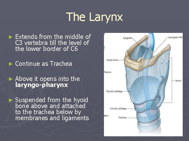 The Larynx ► Extends from the middle of C 3 vertebra till the level The Larynx ► Extends from the middle of C 3 vertebra till the level