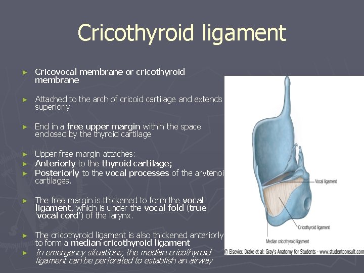 Cricothyroid ligament ► Cricovocal membrane or cricothyroid membrane ► Attached to the arch of