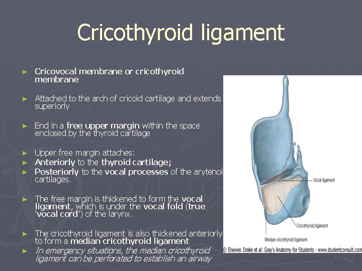 Cricothyroid ligament ► Cricovocal membrane or cricothyroid membrane ► Attached to the arch of Cricothyroid ligament ► Cricovocal membrane or cricothyroid membrane ► Attached to the arch of